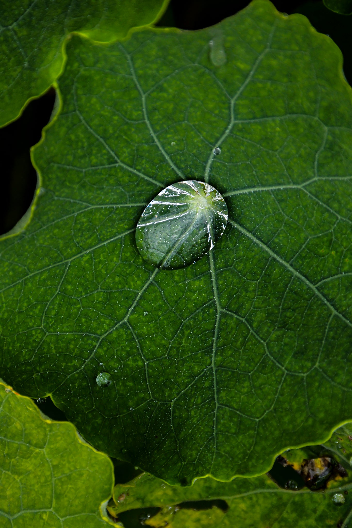 Naturaleza