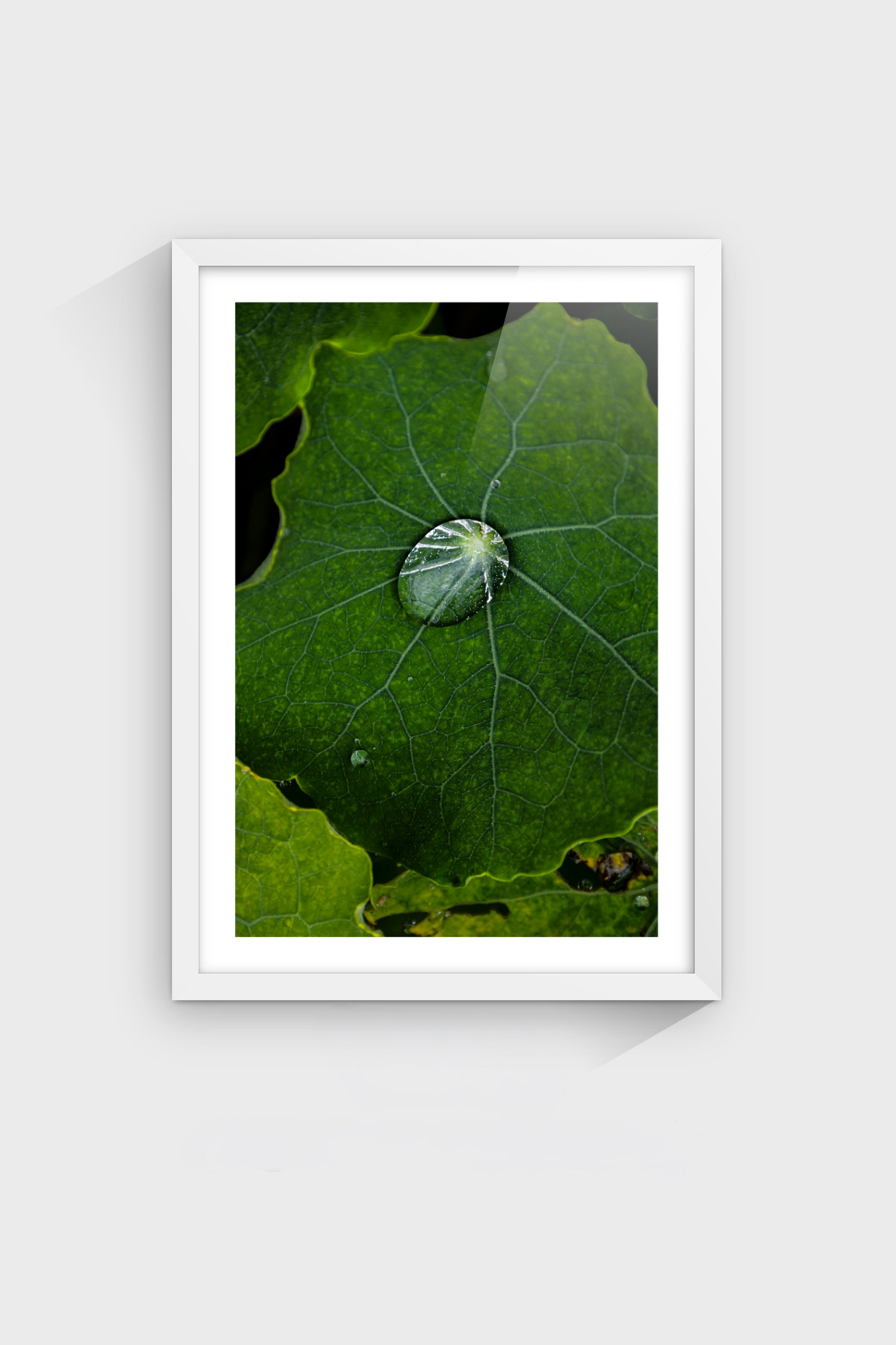 Gota-thumbmail-5