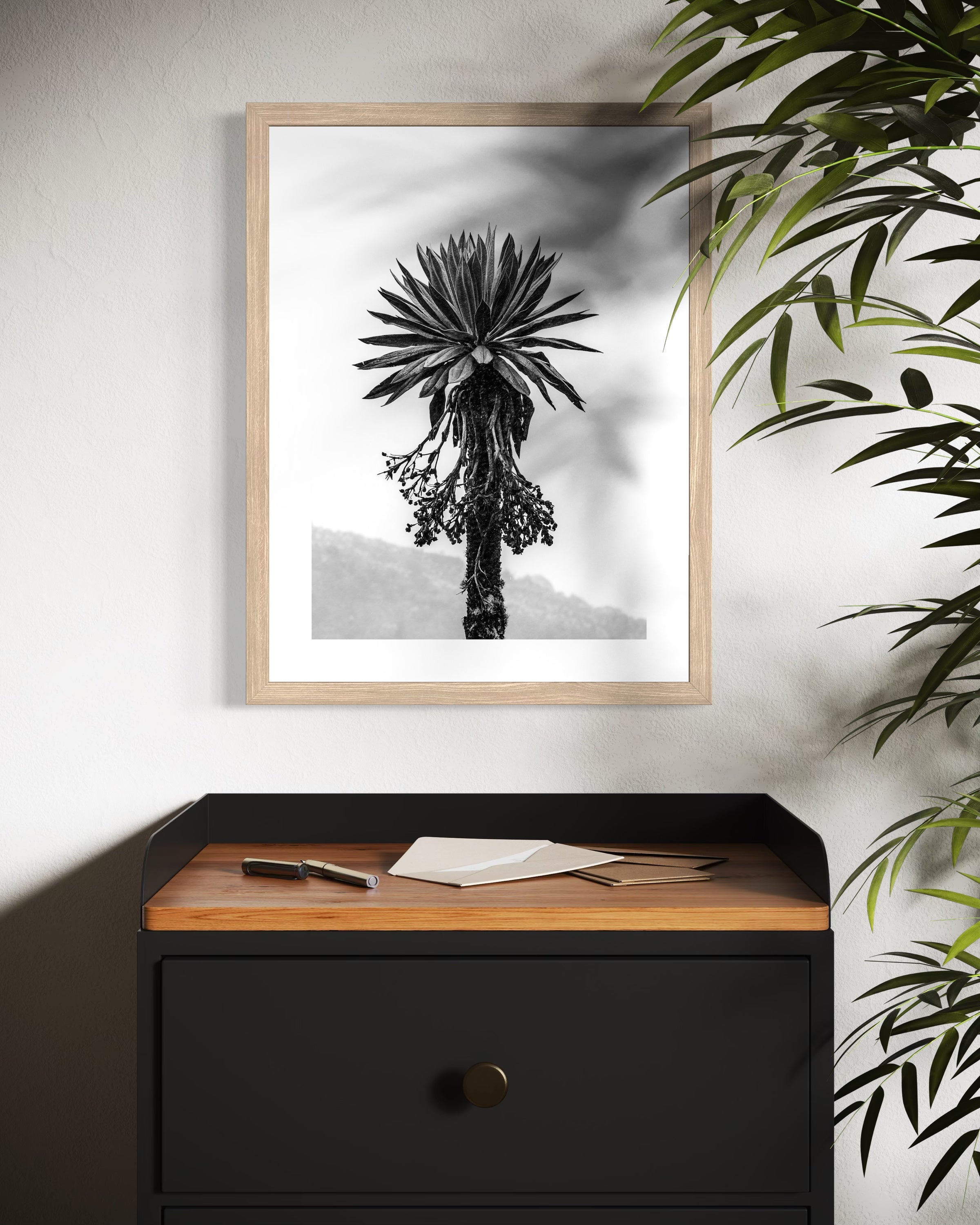 Frailejón