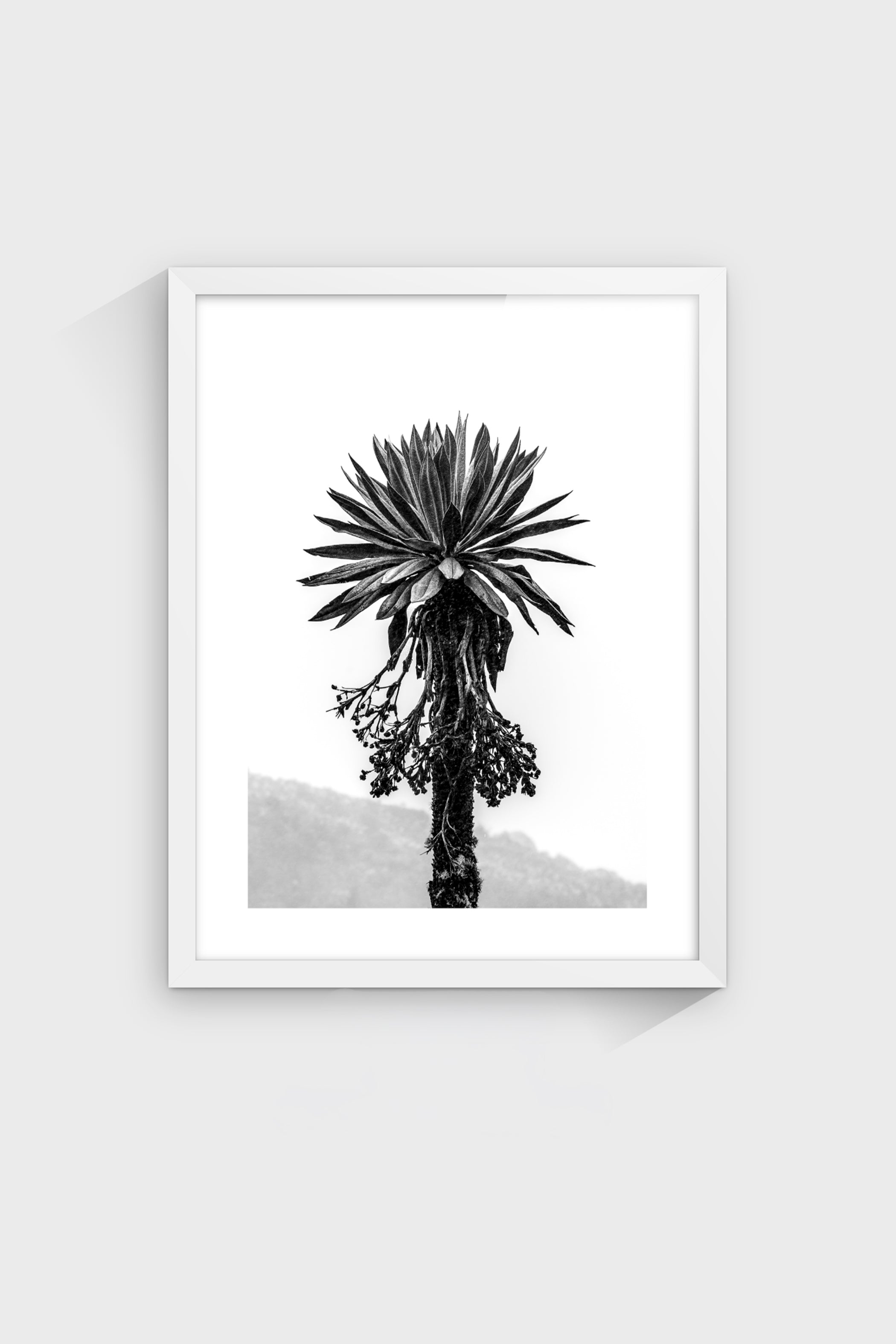 Frailejón-thumbmail-5