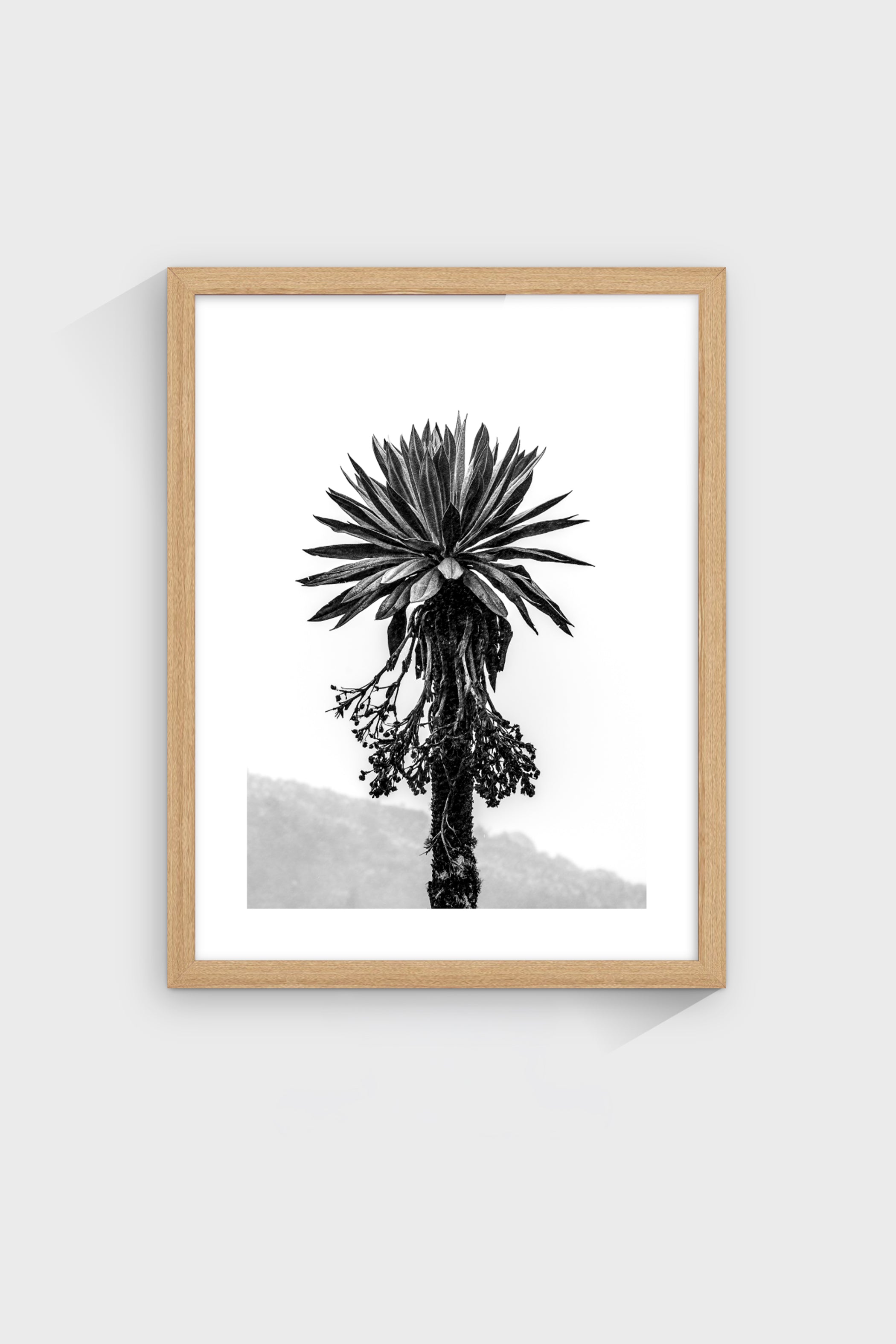 Frailejón