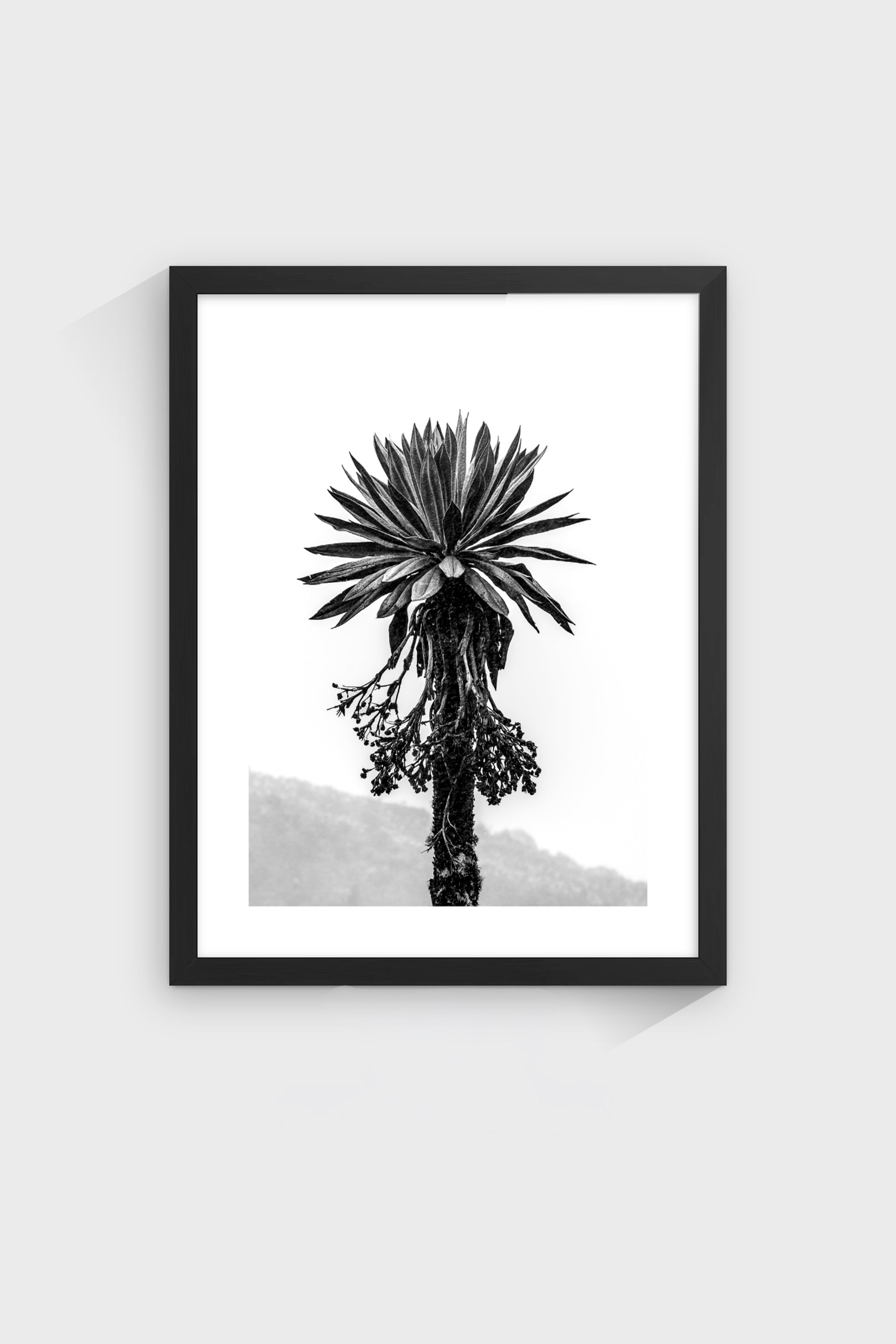 Frailejón-thumbmail-4