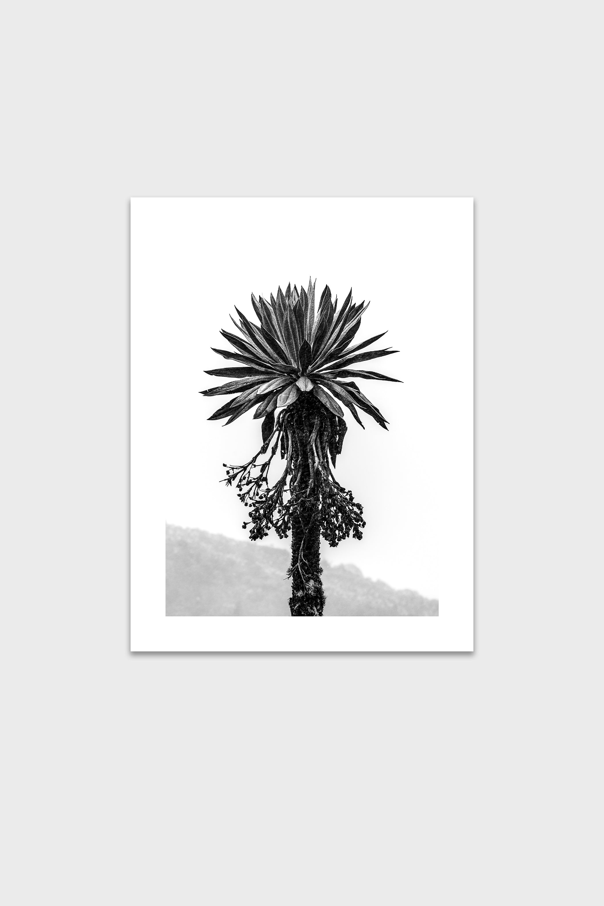 Frailejón-thumbmail-6