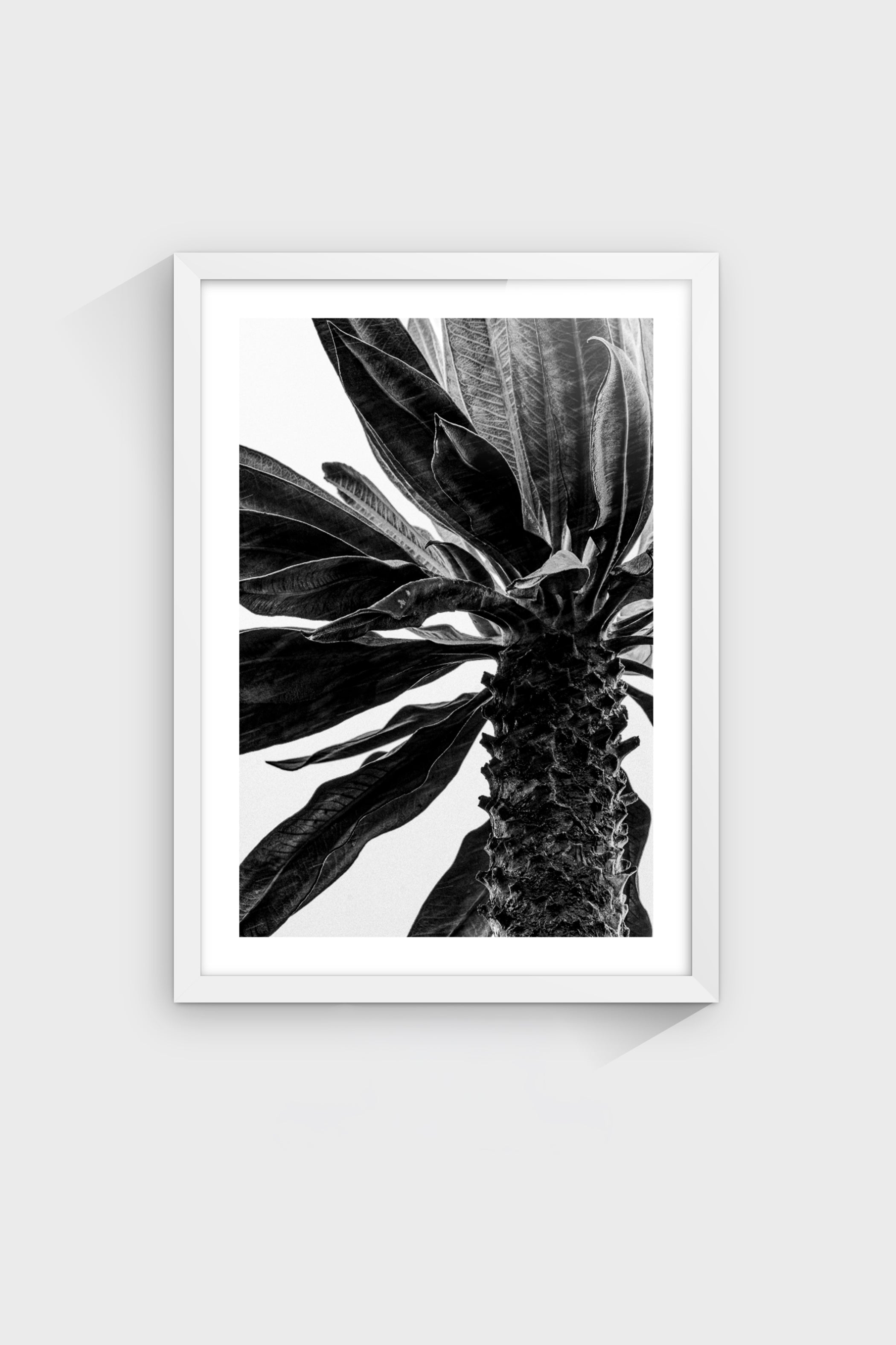 Detalles Frailejón-thumbmail-5