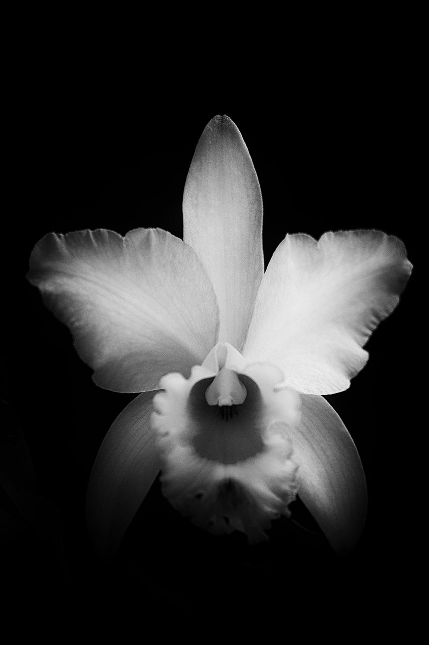 Luminance-thumbmail-3