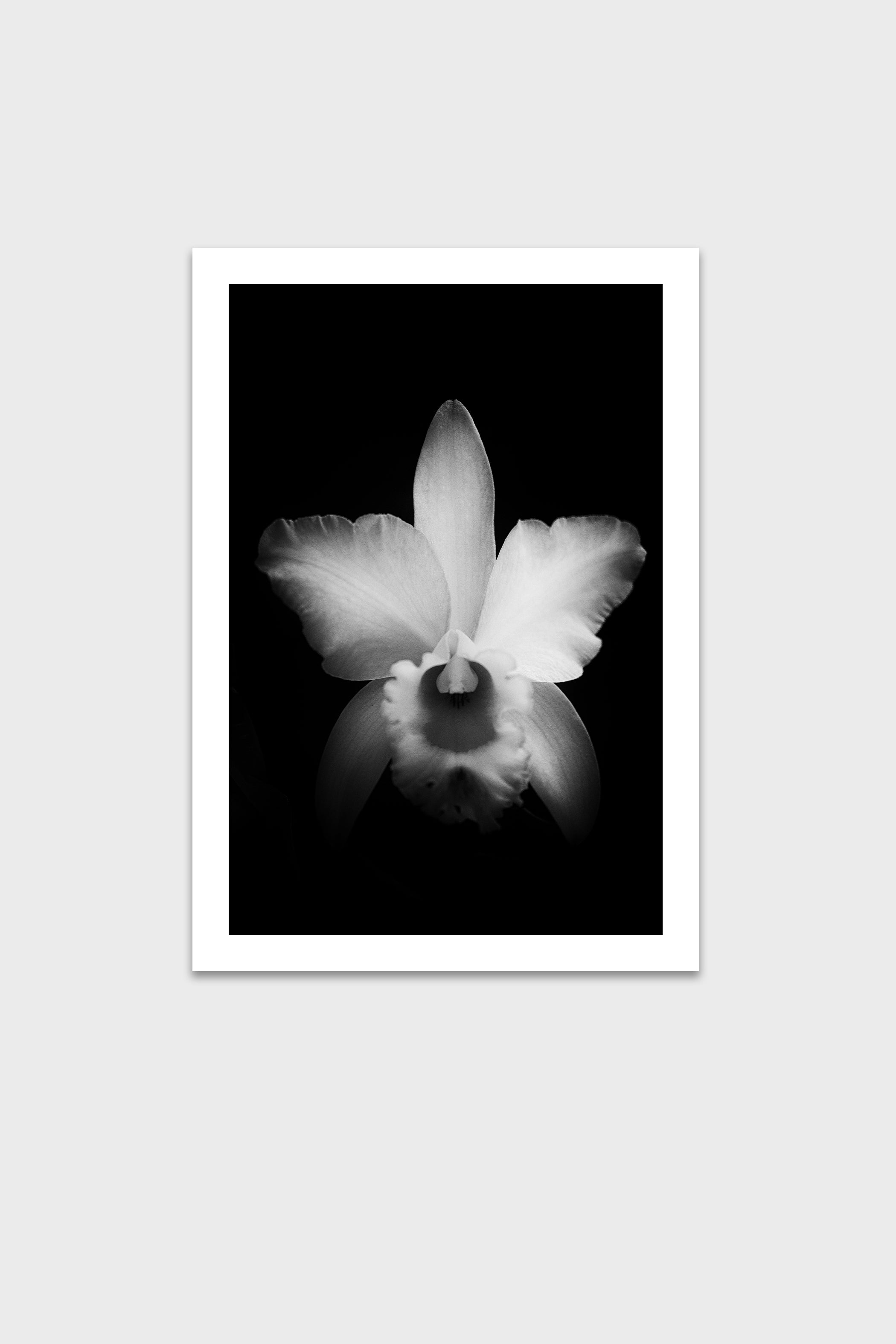 Luminance-thumbmail-6