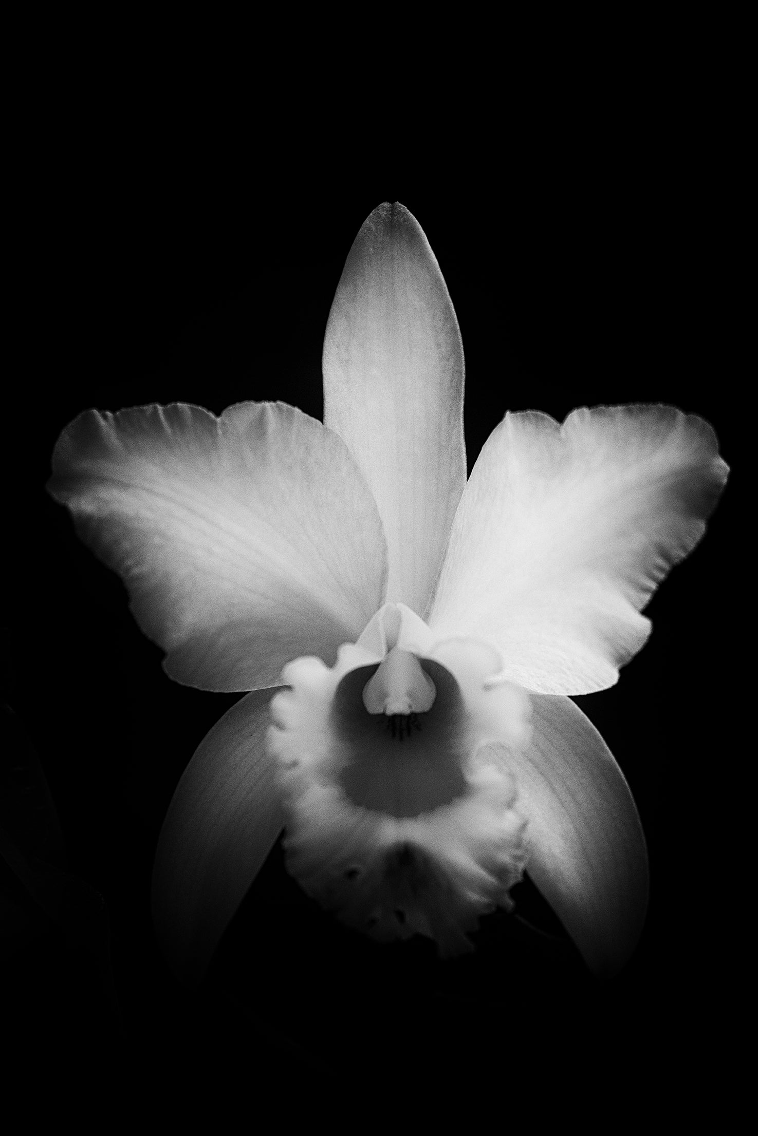 Luminance-thumbmail-3