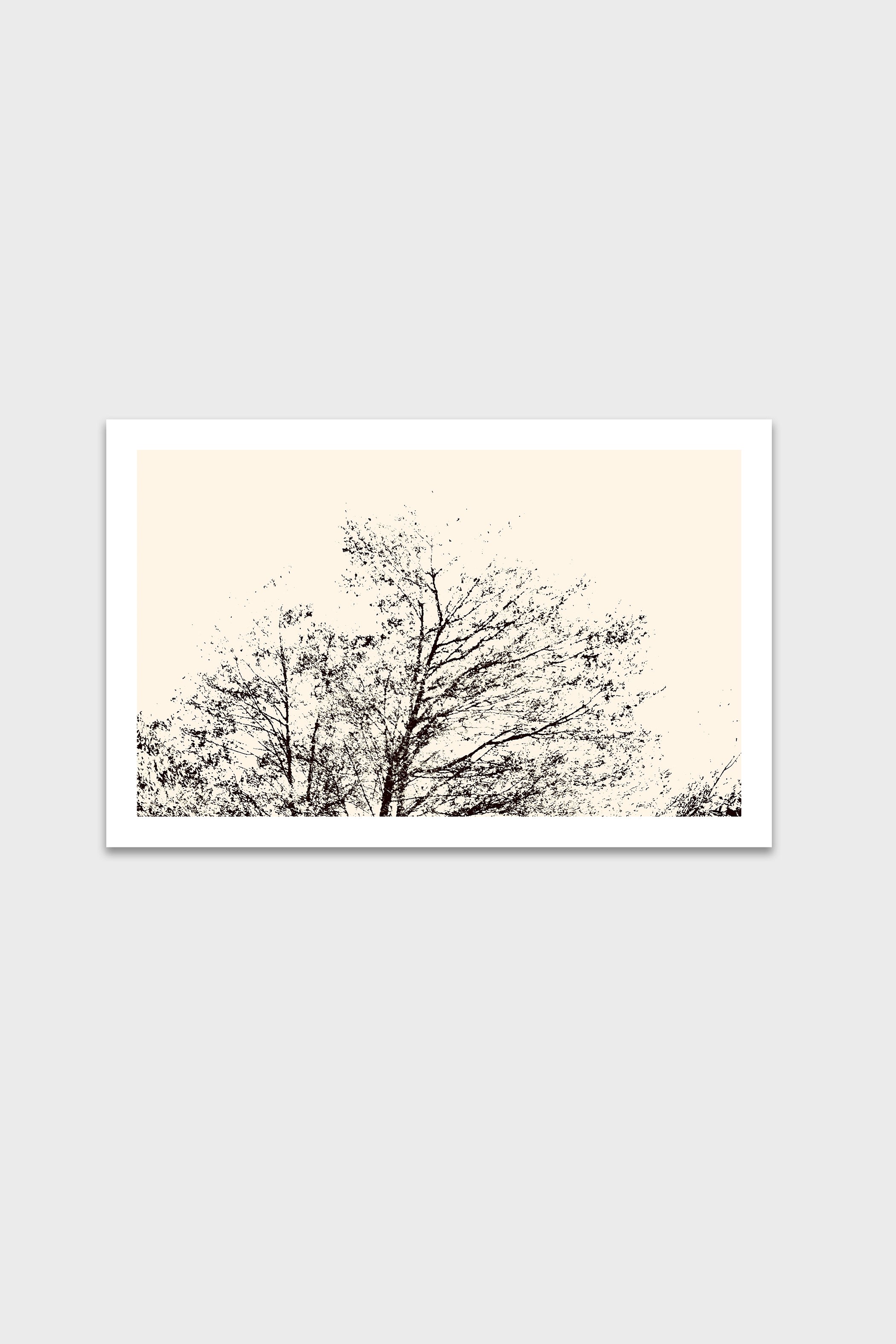 Árbol al Atardecer-thumbmail-6