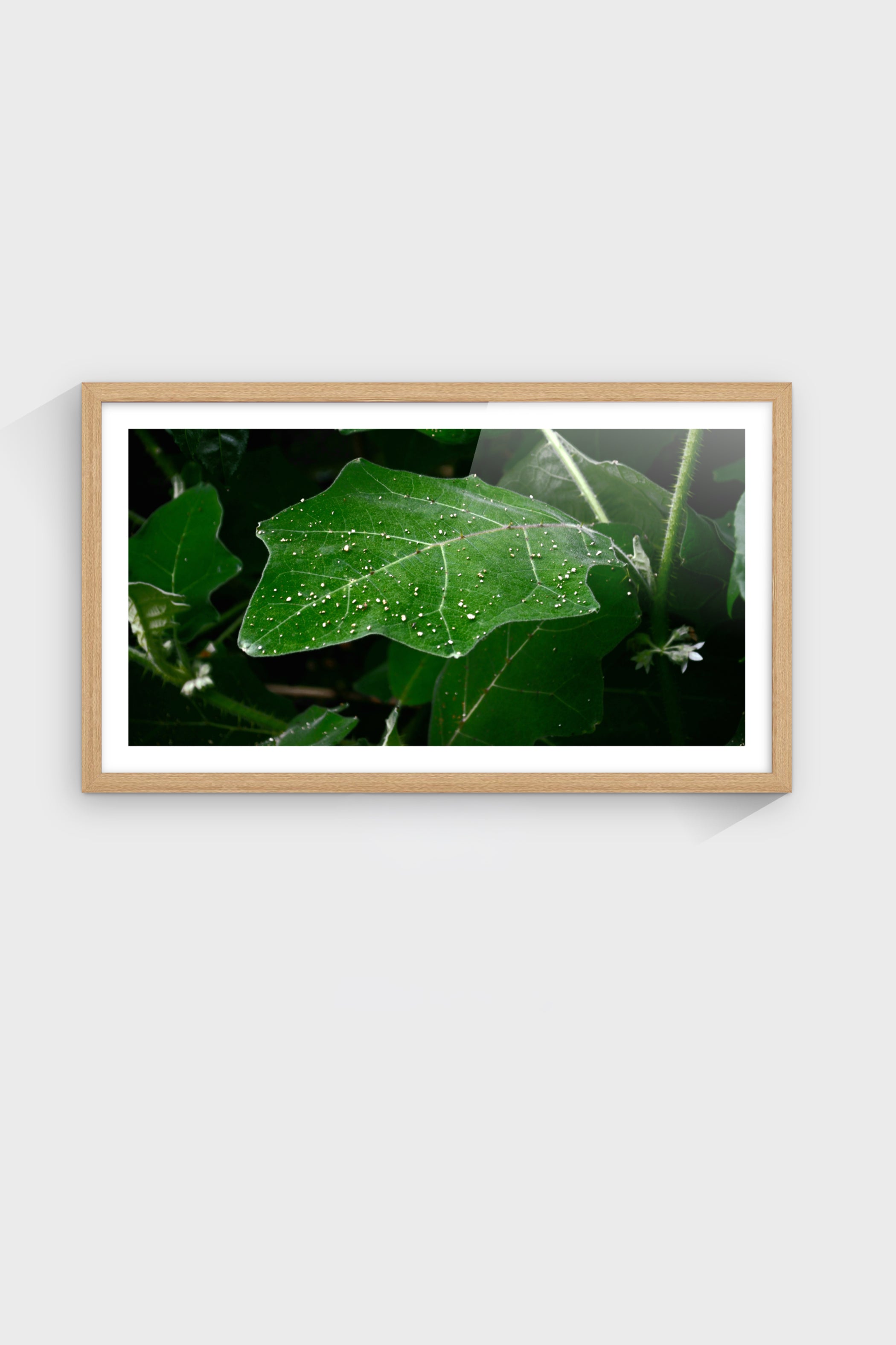 Anatomía Verde