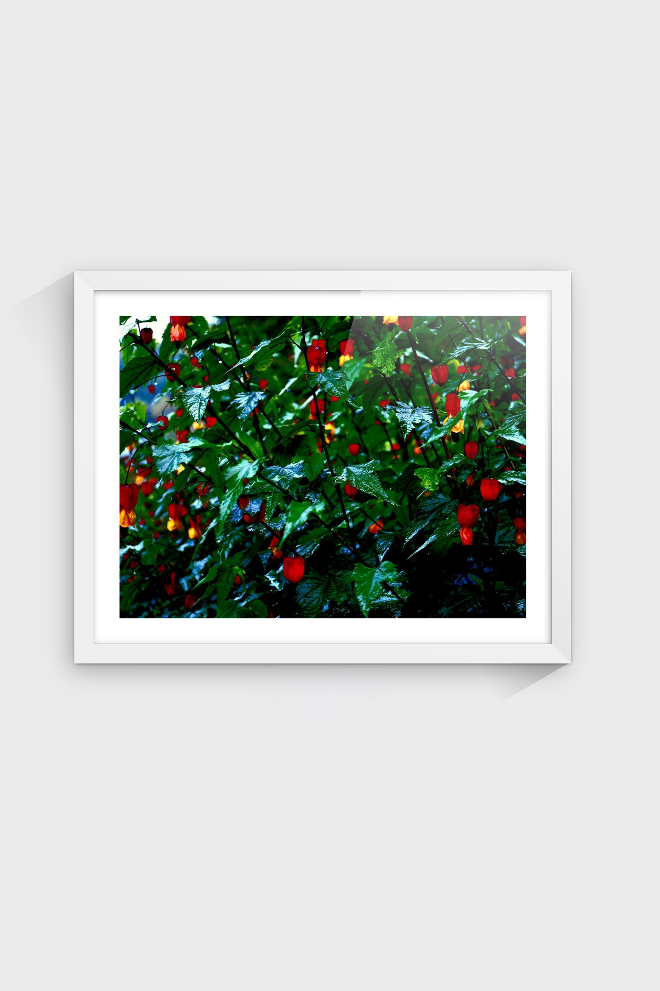 Flora-thumbmail-5