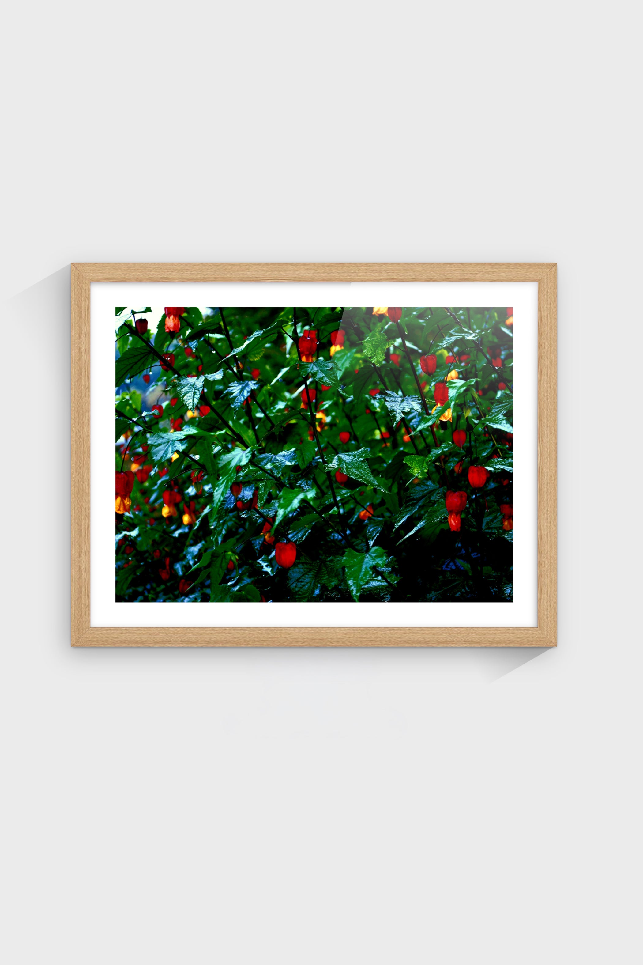 Flora