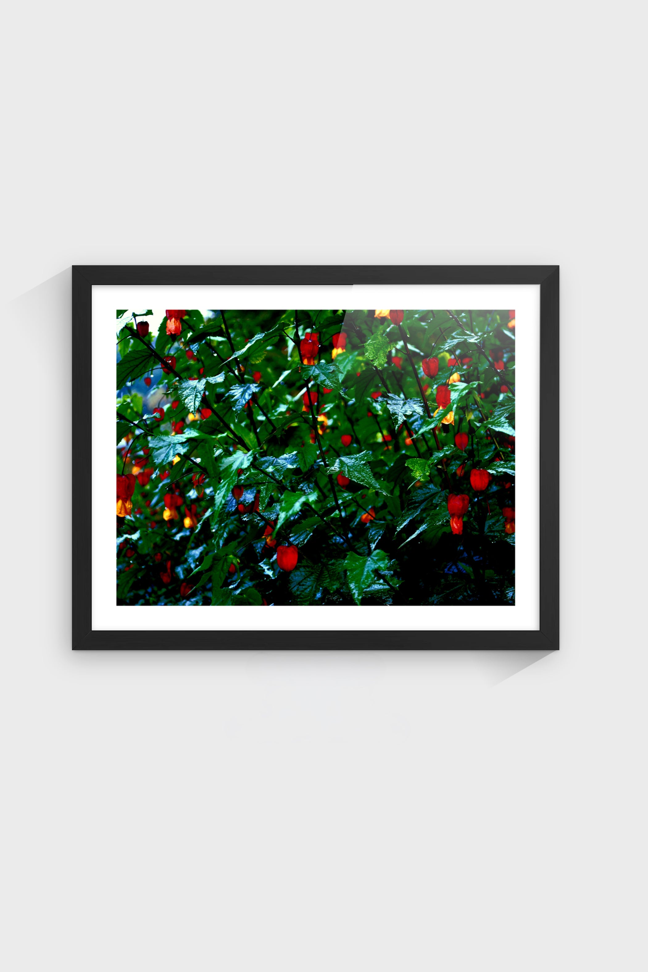 Flora-thumbmail-4