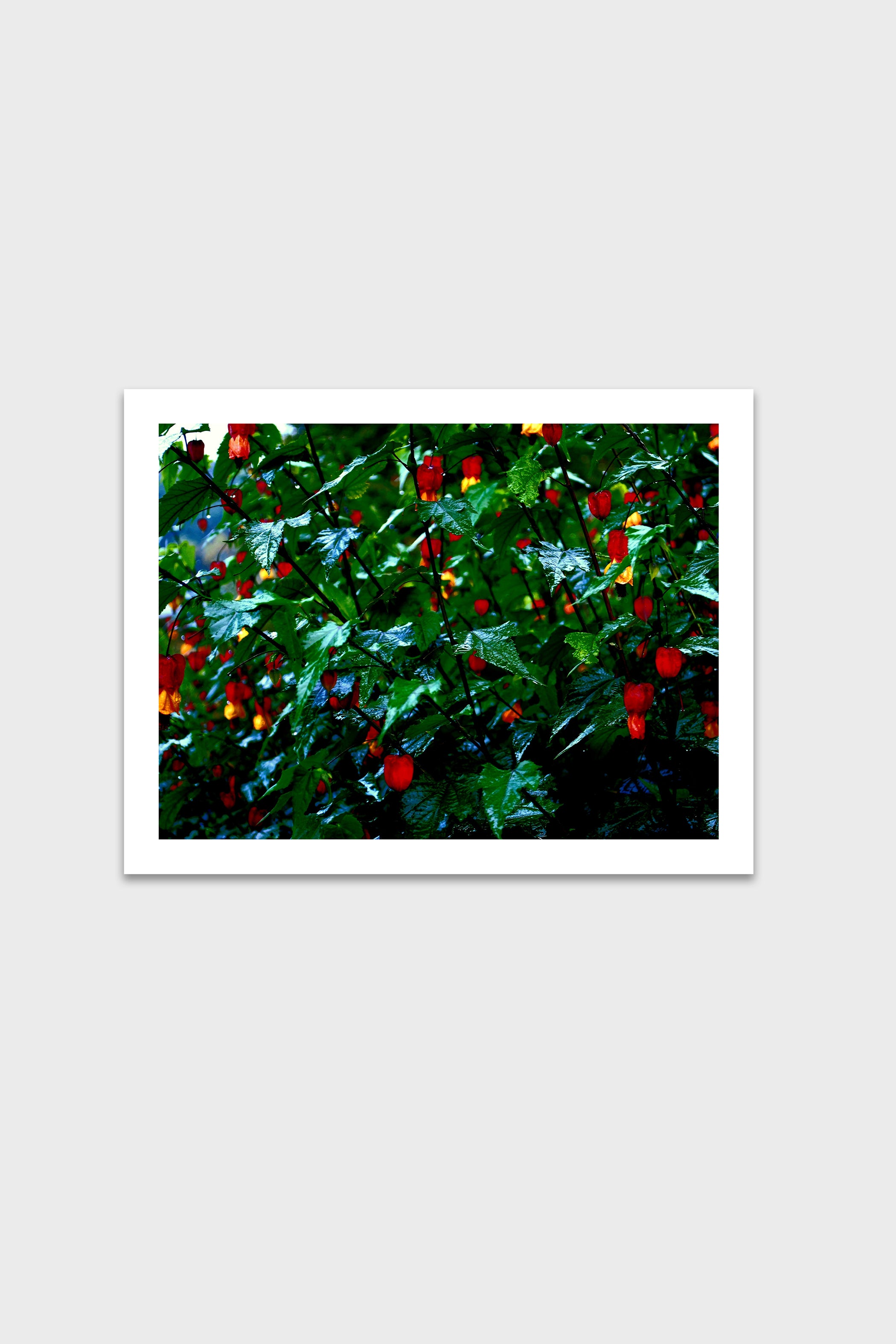 Flora-thumbmail-6