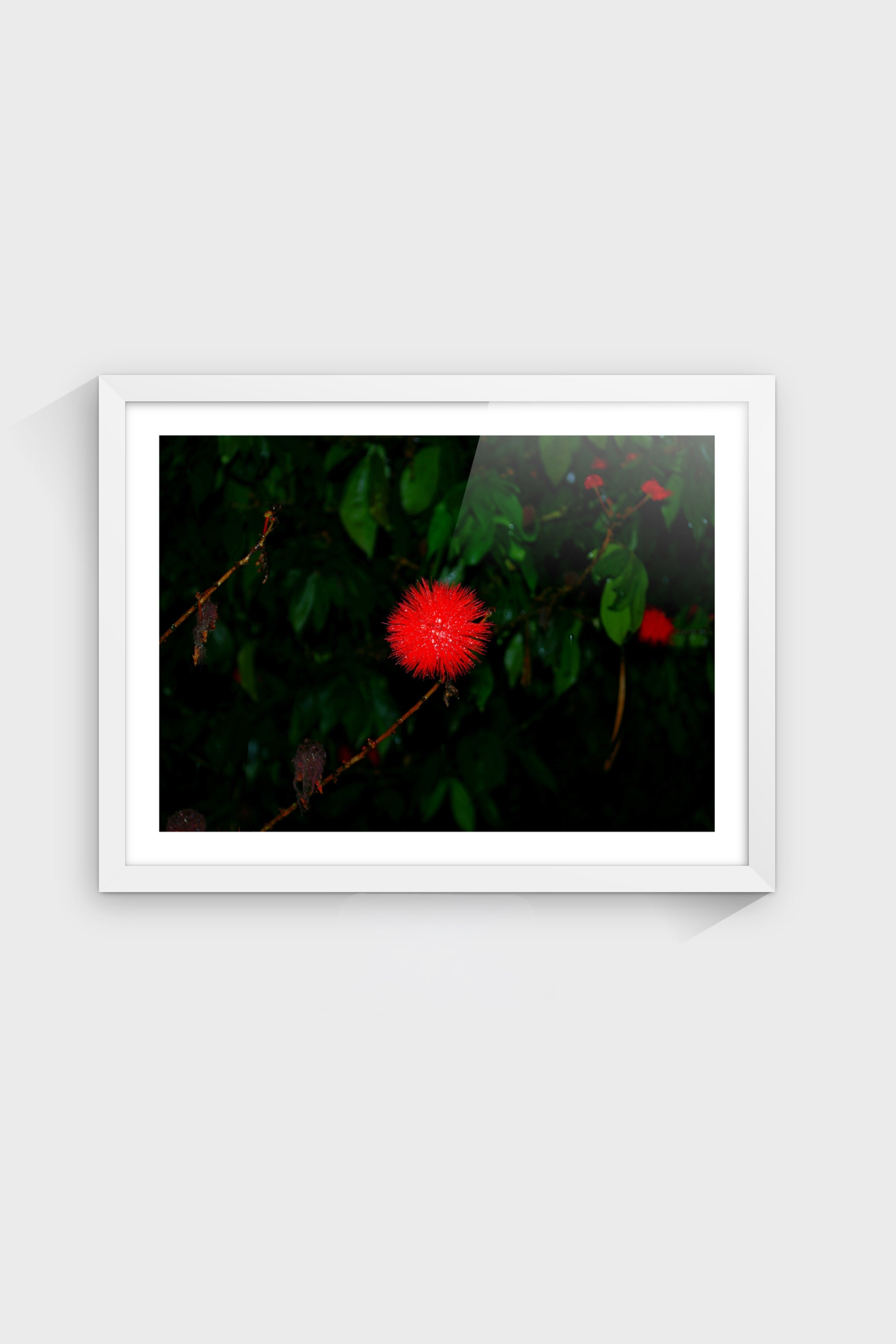 Núcleo Escarlata-thumbmail-5