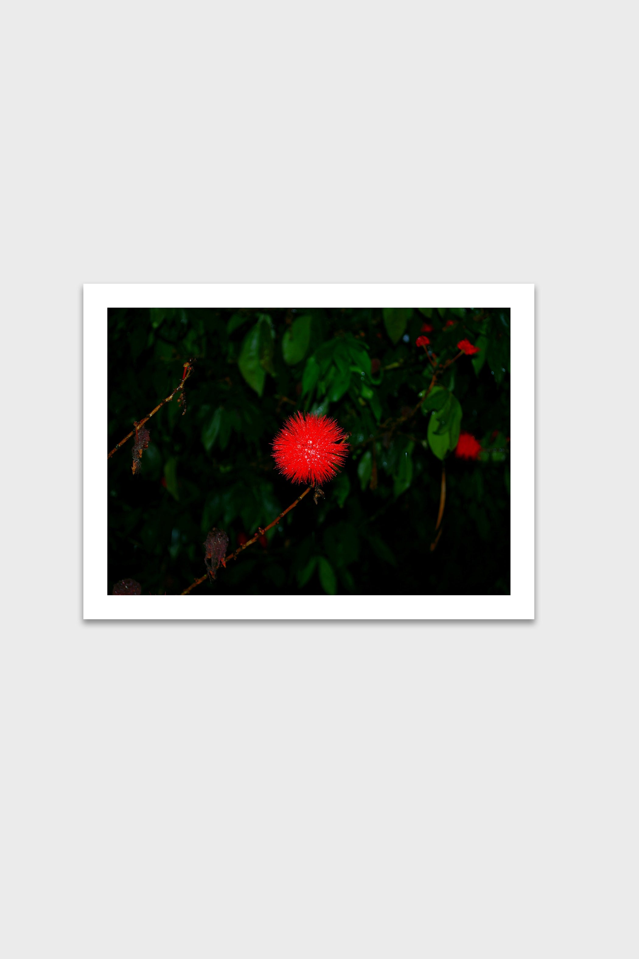 Núcleo Escarlata-thumbmail-6