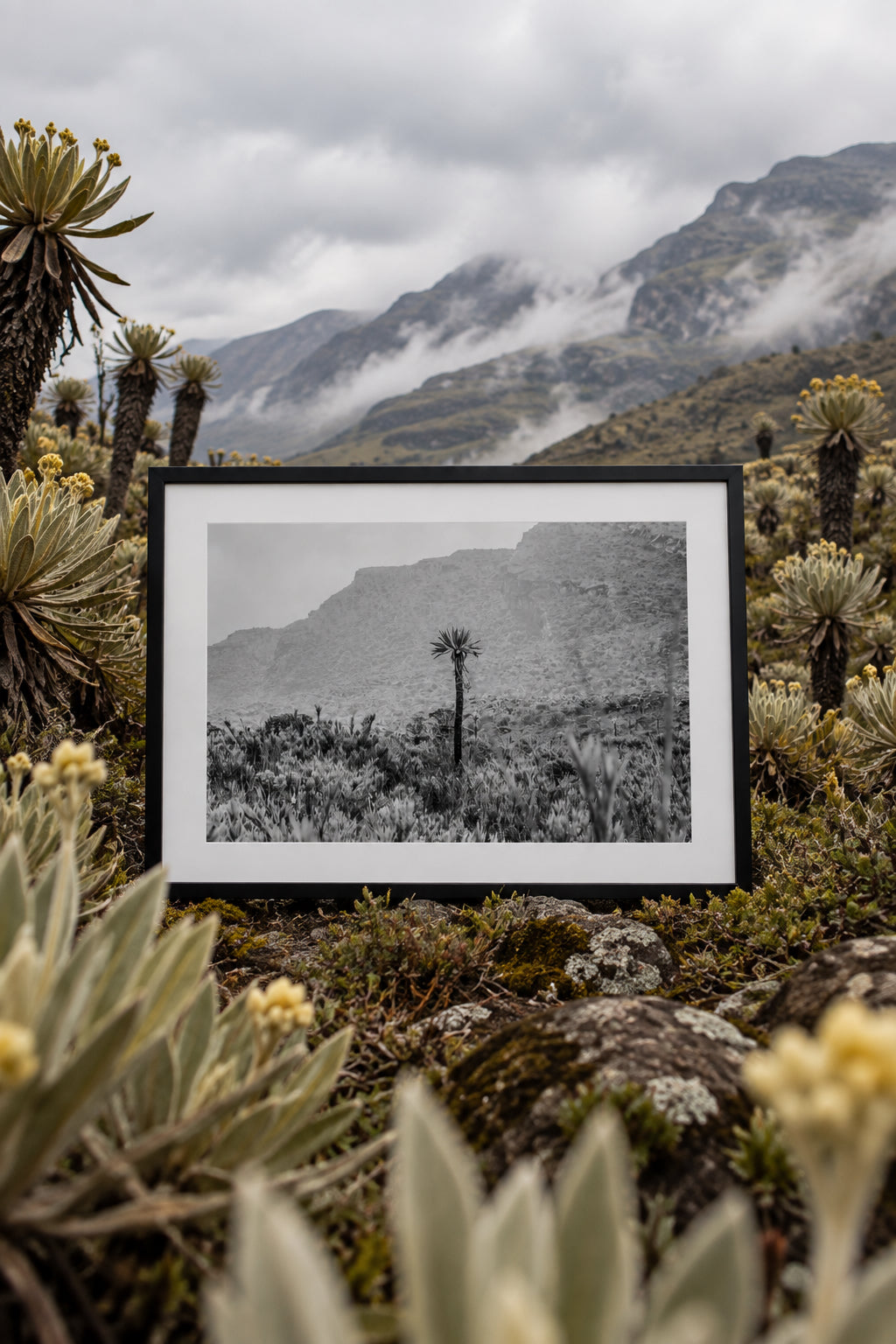 Frailejón Páramo de Chingaza Siecha