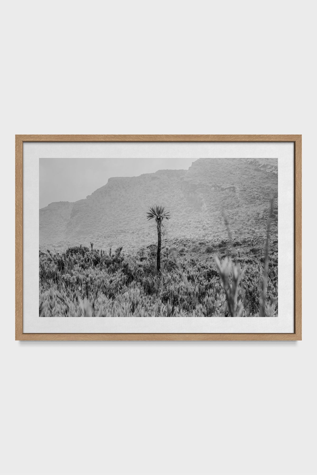 Frailejón Páramo de Chingaza Siecha
