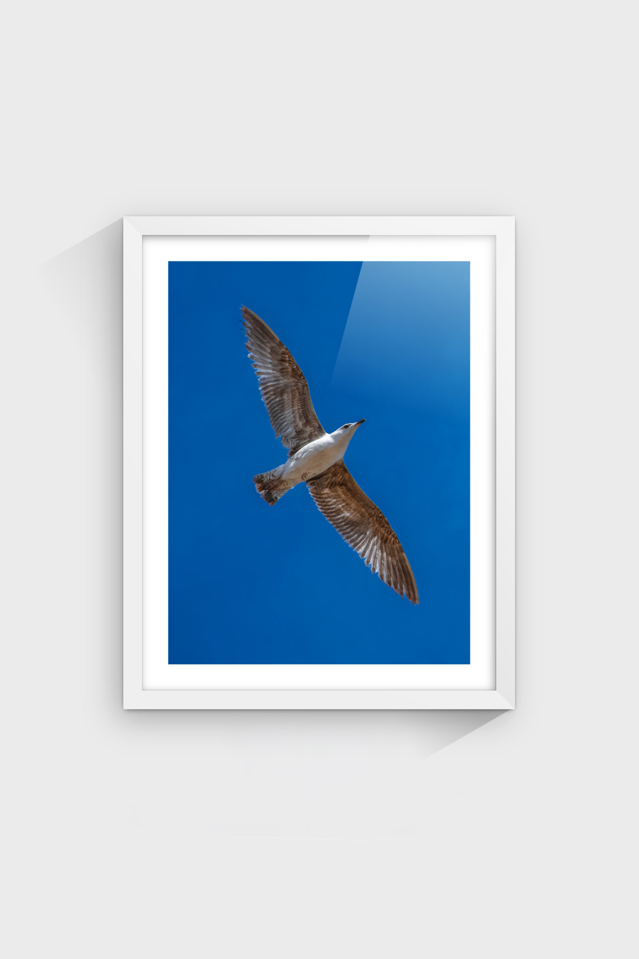 Gaviota-thumbmail-5