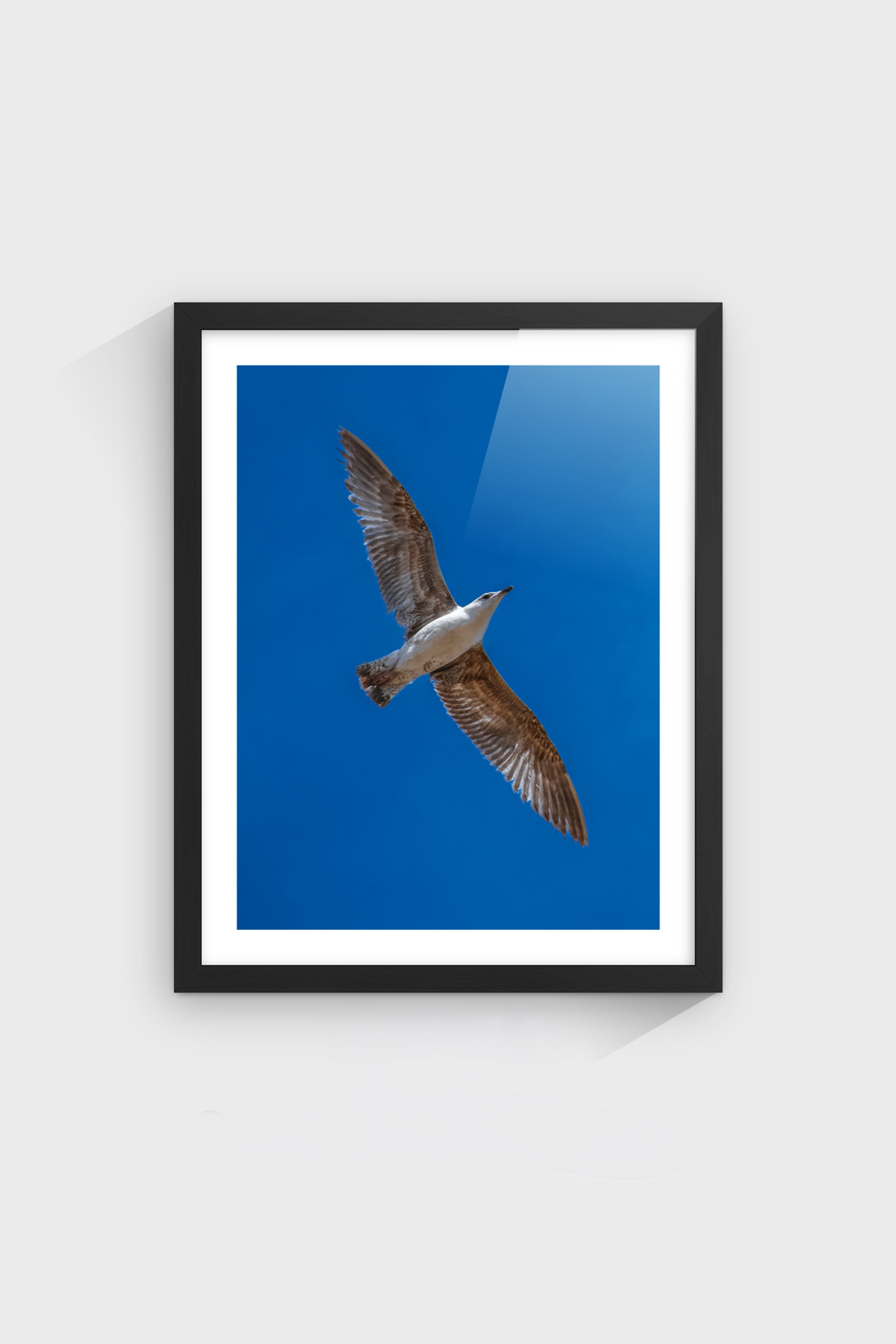 Gaviota-thumbmail-4