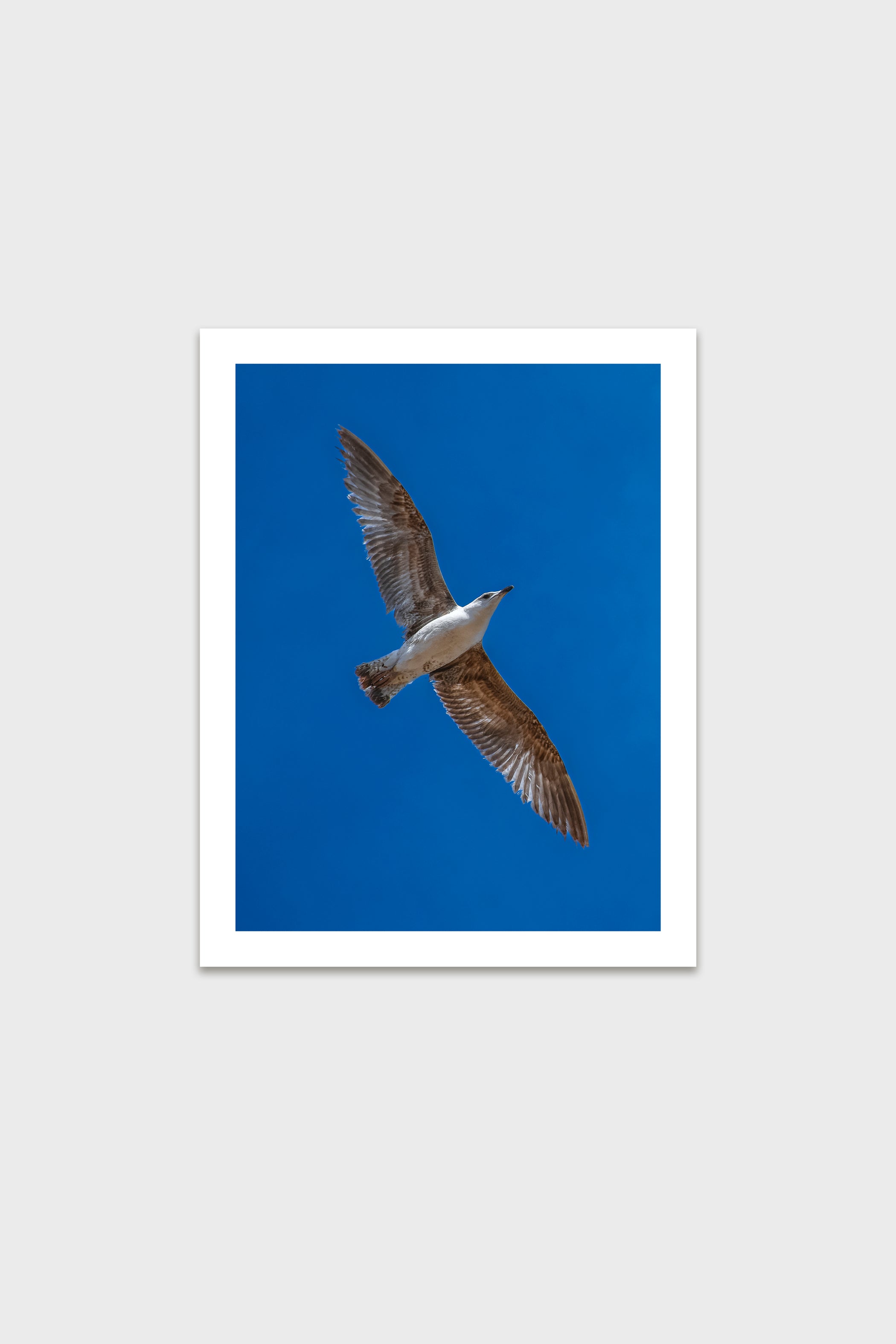 Gaviota-thumbmail-6